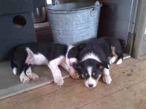 Puppies 8wks_nap by the fire