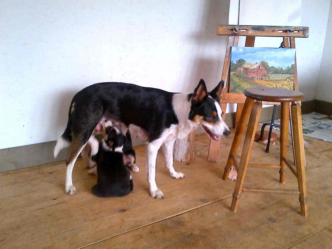 Puppies 8wks_still nursing 01