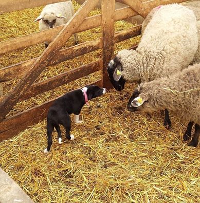 Bess meeting sheep