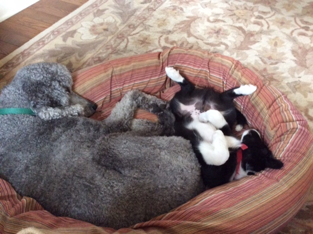 Snap &amp; Solo in bed