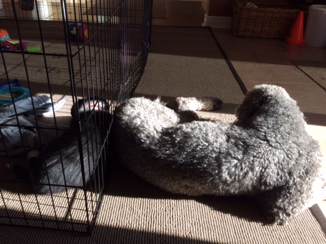 Snap &amp; Solo_first day home