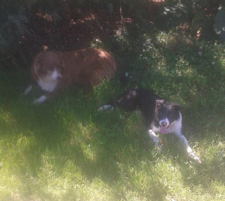 Bess_5months (1).jpg