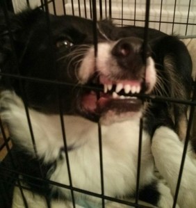 Hele_teething_5 months (1)